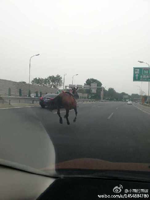 高清跑狗回