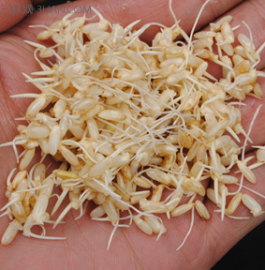 什么是发芽糙米? 发芽糙米有哪些营养价值?|什
