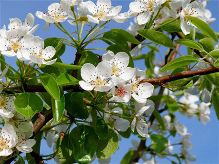 梨树什么时候开花? 梨树的花期有多久?|梨树|什