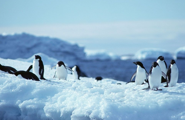 南极企鹅是盗版的? 北极企鹅为什么会