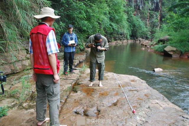 贵州河滩现怪脚印 鸟脚类恐龙曾在此觅食桫椤留68枚足迹