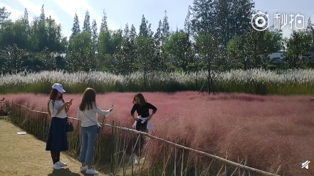 游客跨栏踩踏网红芦苇荡 为拍照丢了素质|游客