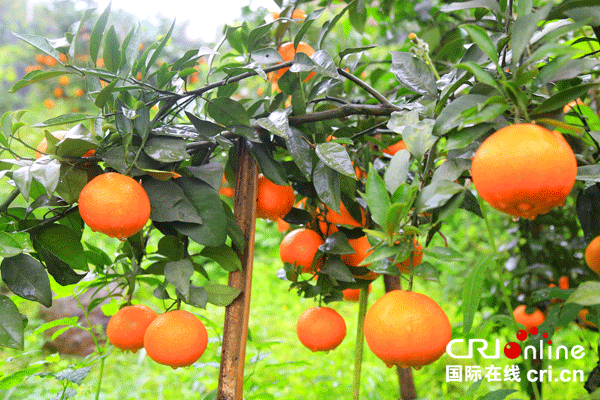 CqgNOlvL_J-AcrVMAAAAAAAAAAA156