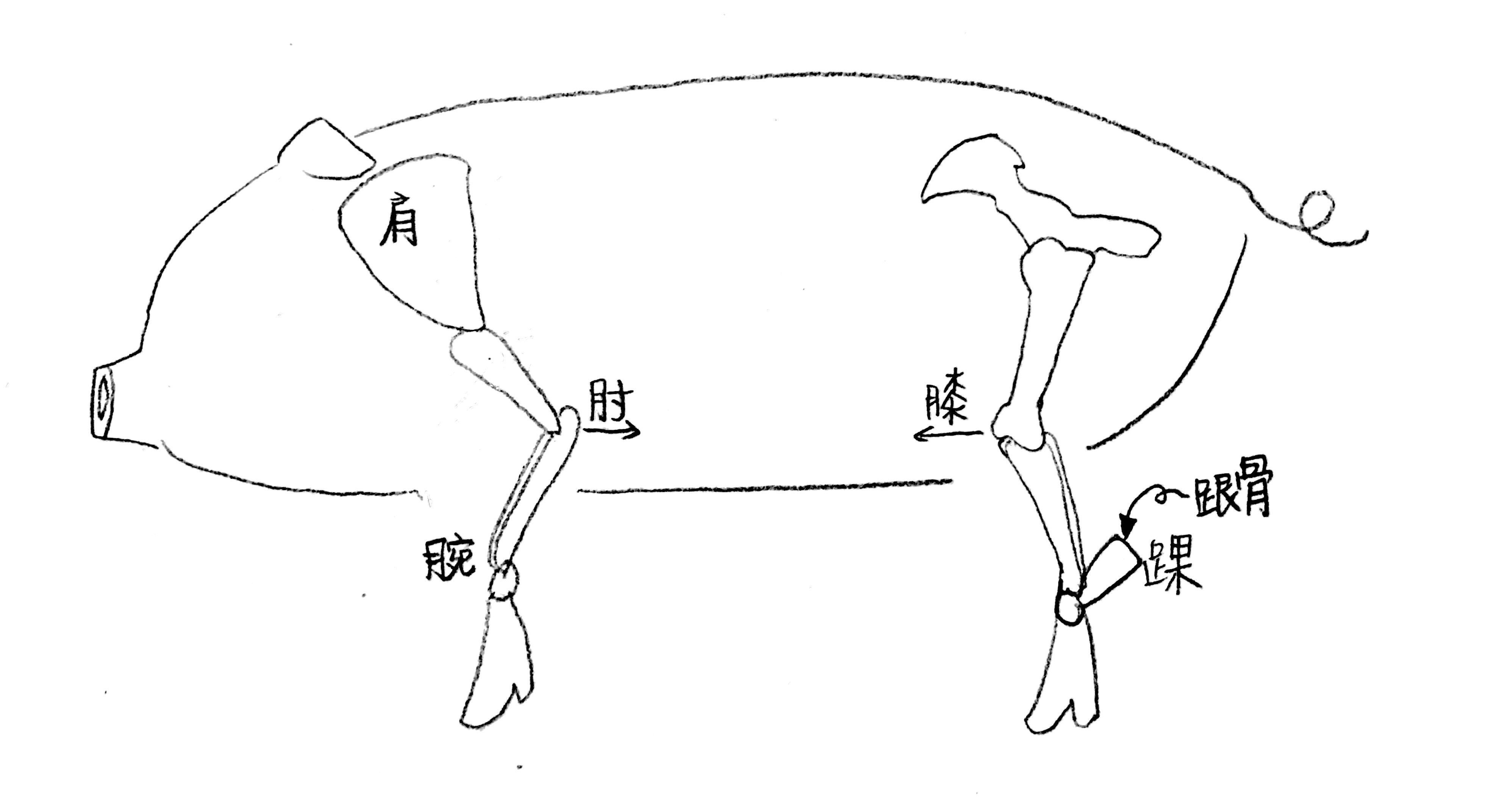 动物骨骼肌肉解剖图：狗，狮，马 1280PX[30P]B