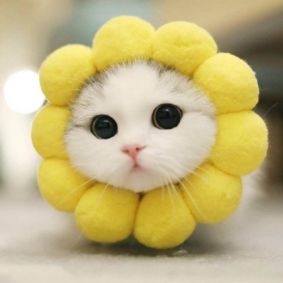 微信猫咪头像可爱卖萌 2020女生最爱的小猫咪头像