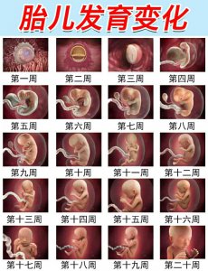 神奇生命发育过程，高效备孕之孕期各周食谱