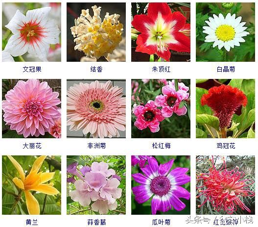 冬天开的花有没有40余种常见的冬季开花的花卉介绍
