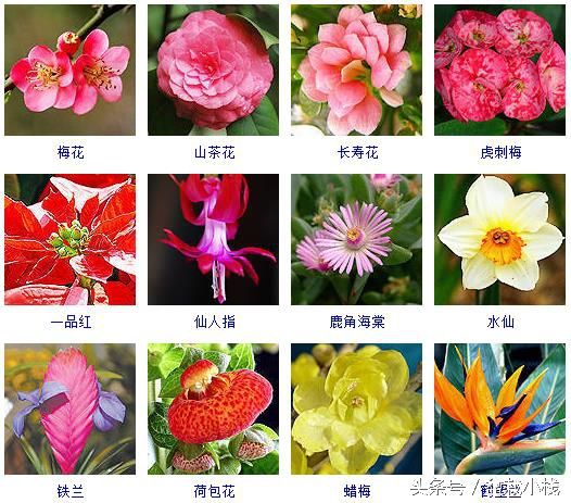 40余种常见的冬季开花的花卉介绍