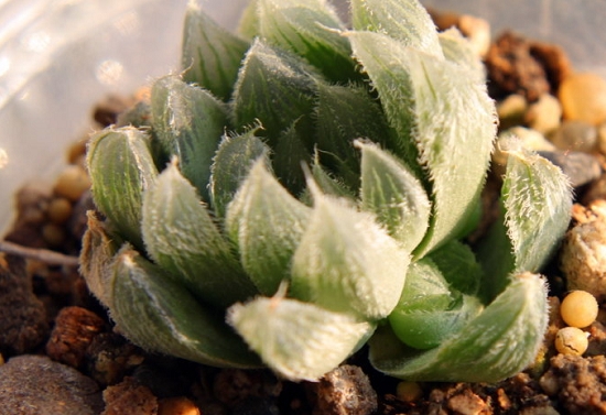 玉露图(四) 玉露图(四)