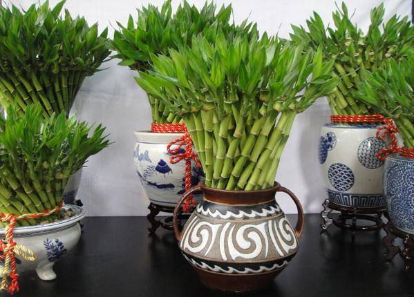 常见的5种风水植物，让你财源滚滚、幸福安康！