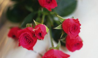白玫瑰与红玫瑰的寓意 红玫瑰的寓意 红玫瑰意味着什么