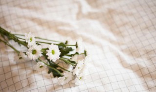 白色雏菊的花语是什么 白色雏菊的花语有什么含义