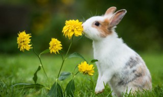 兔子吃完多久拉大便正常 兔子吃完拉大便正常的时间