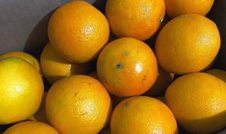什么时候是吃橙子季节 橙子是什么季节的 橙子季节介绍
