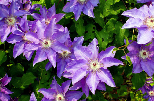  data-cke-saved-src=http___s2.best-wallpaper.net_wallpaper_3840x2160_1812_Clematis-purple-flowers-green-leaves_3840x2160.jpg&refer=http___s2.best-wallpaper.webp_.jpg src=http___s2.best-wallpaper.net_wallpaper_3840x2160_1812_Clematis-purple-flowers-green-leaves_3840x2160.jpg&refer=http___s2.best-wallpaper.webp_.jpg