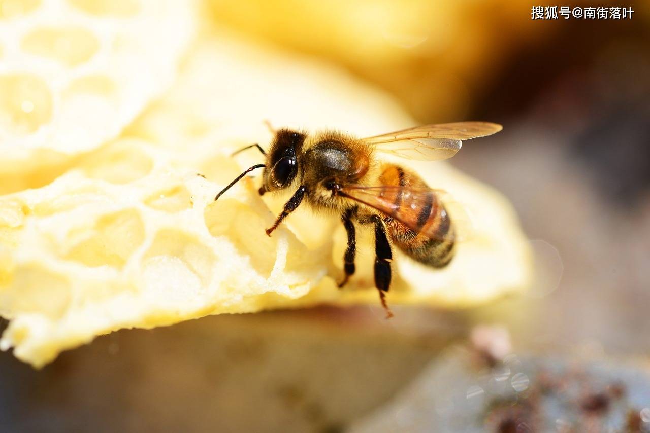 被蜜蜂蛰了怎么办最简单的方法（当我们被蜜蜂蜇了以后该怎么办？要时刻观察伤口的变化） | 说明书网