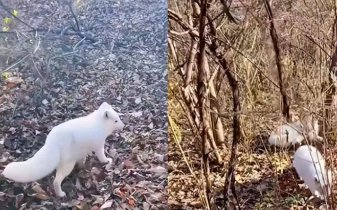 能给引见几个去香港必去的中央 (能给引见几个字的成语)