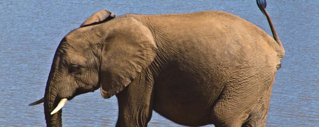 非洲象和印度象有哪些区别呢？非洲象和印度象的区别了解一下|非洲|印度