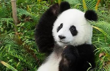日本游客排队告别大熊猫香香 此前“香香”归还中国五次被推迟|日本|游客