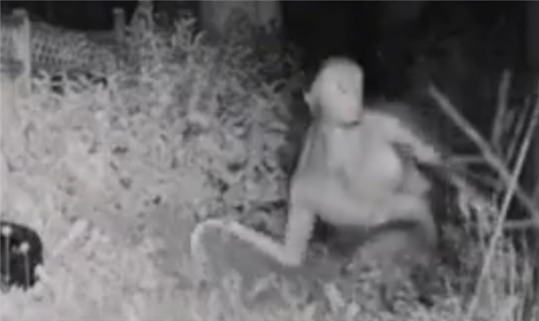 外星人在美一户人家后院活动?别信:3D建模软件做的