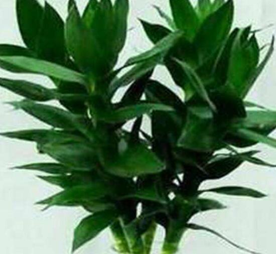 ˮ฻һ46֧Ԣ(˳˳ˮ)