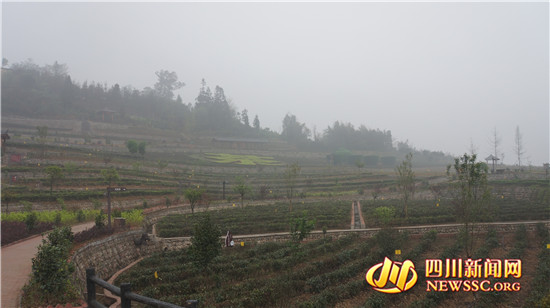 第十二届中国·四川蒙顶山国际茶文化旅游节 首届中国藏茶文化周在多营镇中国藏茶村隆重开幕