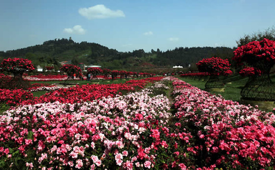 成都春季赏花“收官” 这个周末莫错过