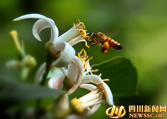 ʻˣھŽ찲ʻڽ415տĻ