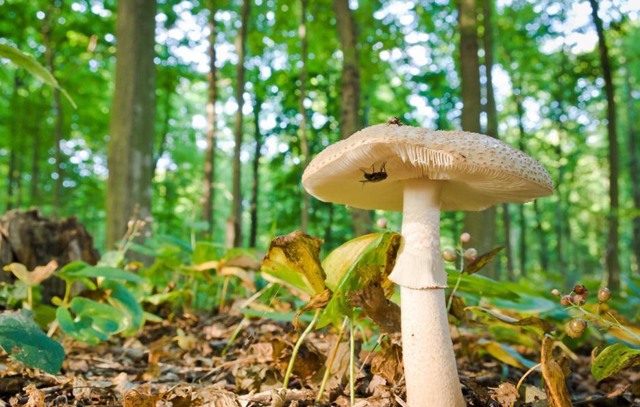 端午怎么玩?成都近郊休闲寻“粽”