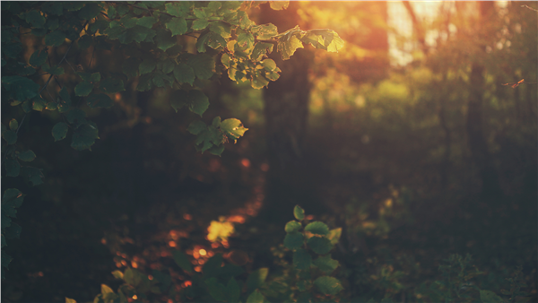 桤롿㲻òղصľƷֽϼ(116)