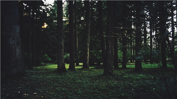 桤롿㲻òղصľƷֽϼ(117)