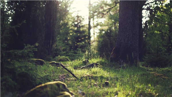 桤롿㲻òղصľƷֽϼ(117)