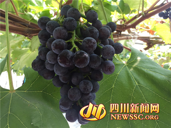 “坐船游湖品葡萄,我把汉源带回家” 汉源县第二届葡萄采摘季开采了