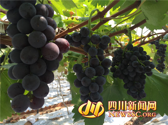 “坐船游湖品葡萄,我把汉源带回家” 汉源县第二届葡萄采摘季开采了