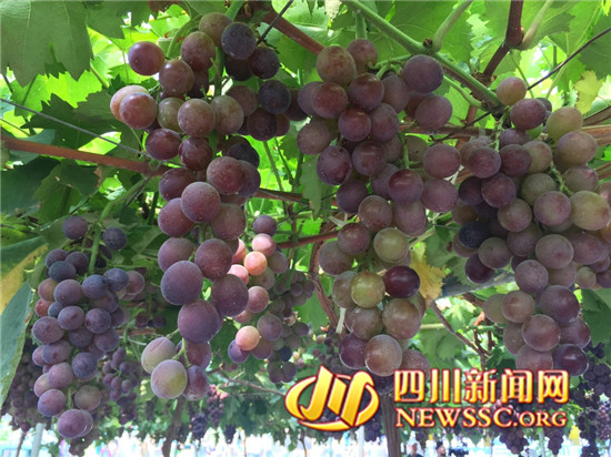 “坐船游湖品葡萄,我把汉源带回家” 汉源县第二届葡萄采摘季开采了