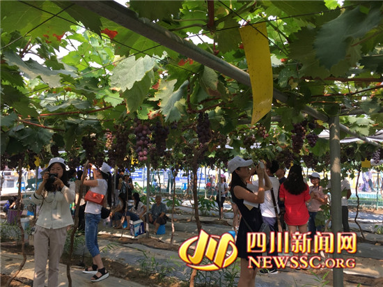 “坐船游湖品葡萄,我把汉源带回家” 汉源县第二届葡萄采摘季开采了