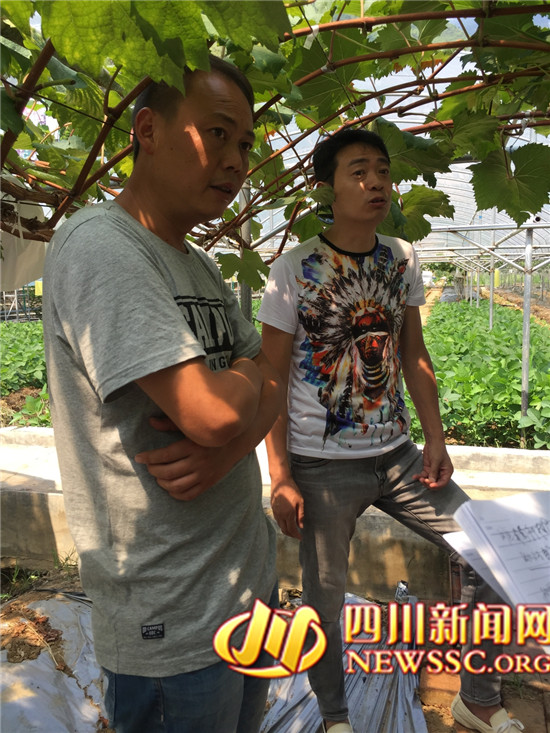 “坐船游湖品葡萄,我把汉源带回家” 汉源县第二届葡萄采摘季开采了