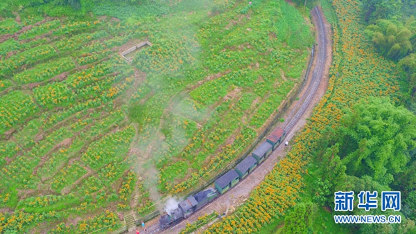 嘉阳小火车+金色的万寿菊有多美?航拍告诉你