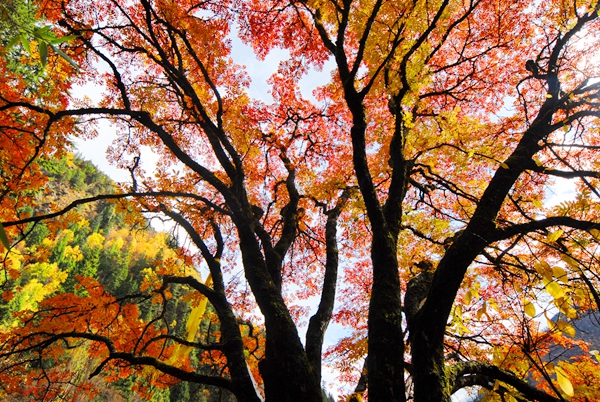 ӺˮĽɽ̬֡Ļν10¼Ļ