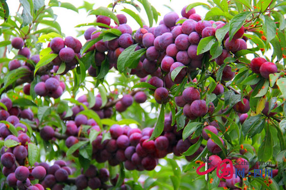 ̽ذ봨ش´壺پͷϪԴ