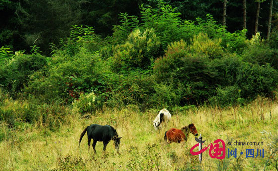 ̽ذ봨ش´壺پͷϪԴ