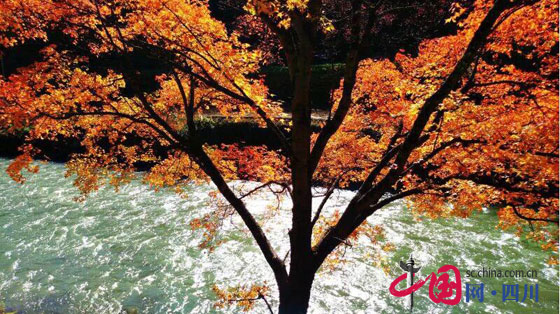 2016ĴҶ̬ν޺ҶȪڽ1021տĻ