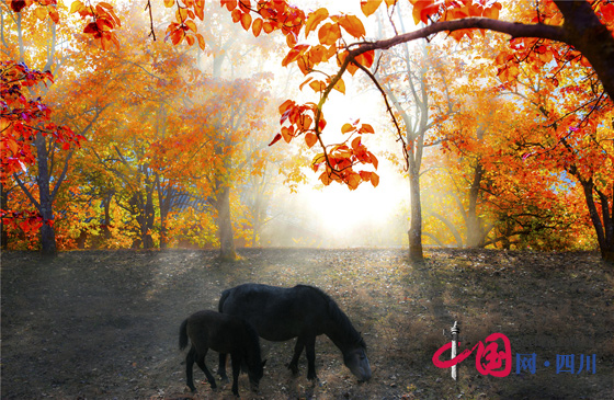 ȥ𴨿һҶ2016Ĵ𴨣ҶڿĻ