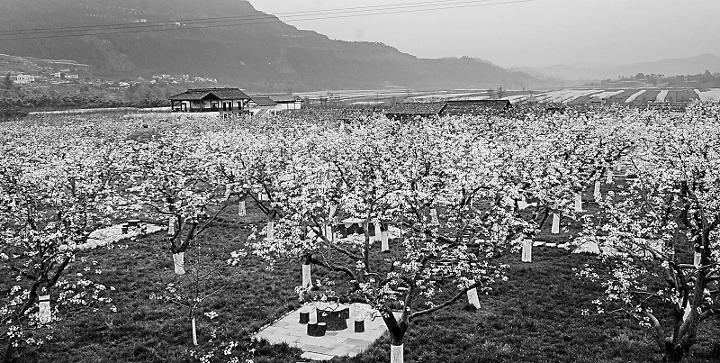 春夏秋冬 四川乡村游花开四季