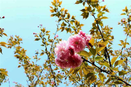 眉山提前开启樱花三月模式 樱花节“深度游”全攻略