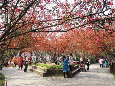 成都首届海棠花节开幕