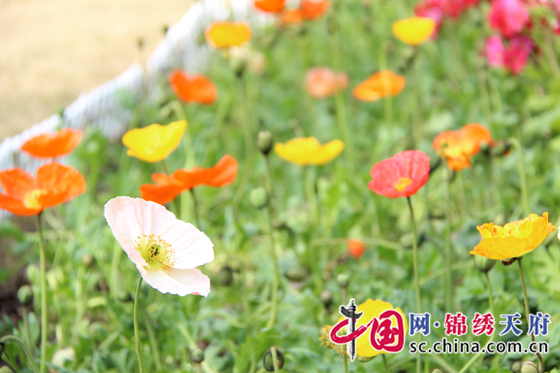 到成都市文化公园免费看花会