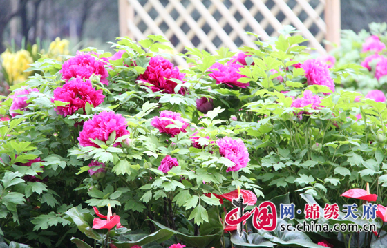 到成都市文化公园免费看花会