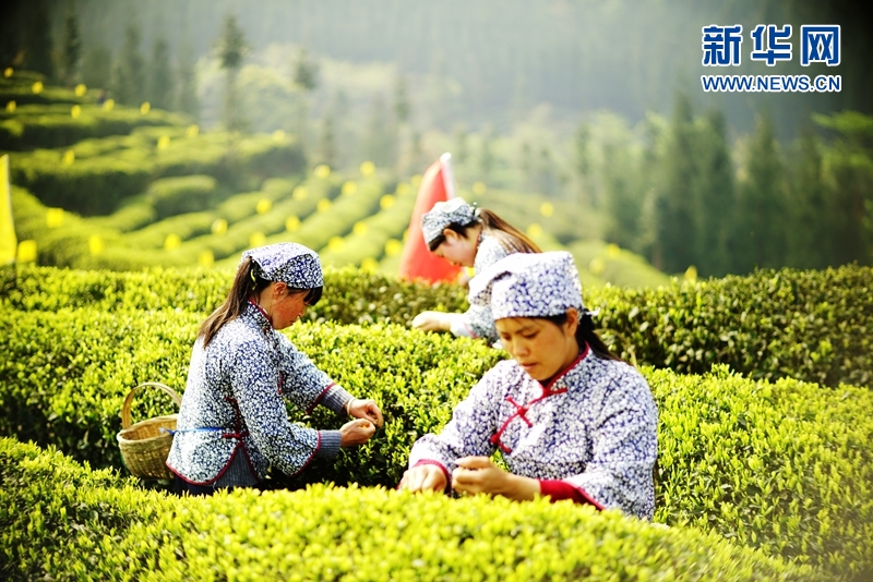首届小凉山采茶节举行 茶香弥漫马边县